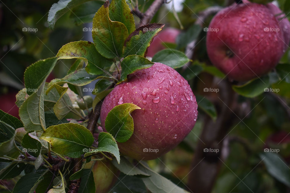 Wet Apple