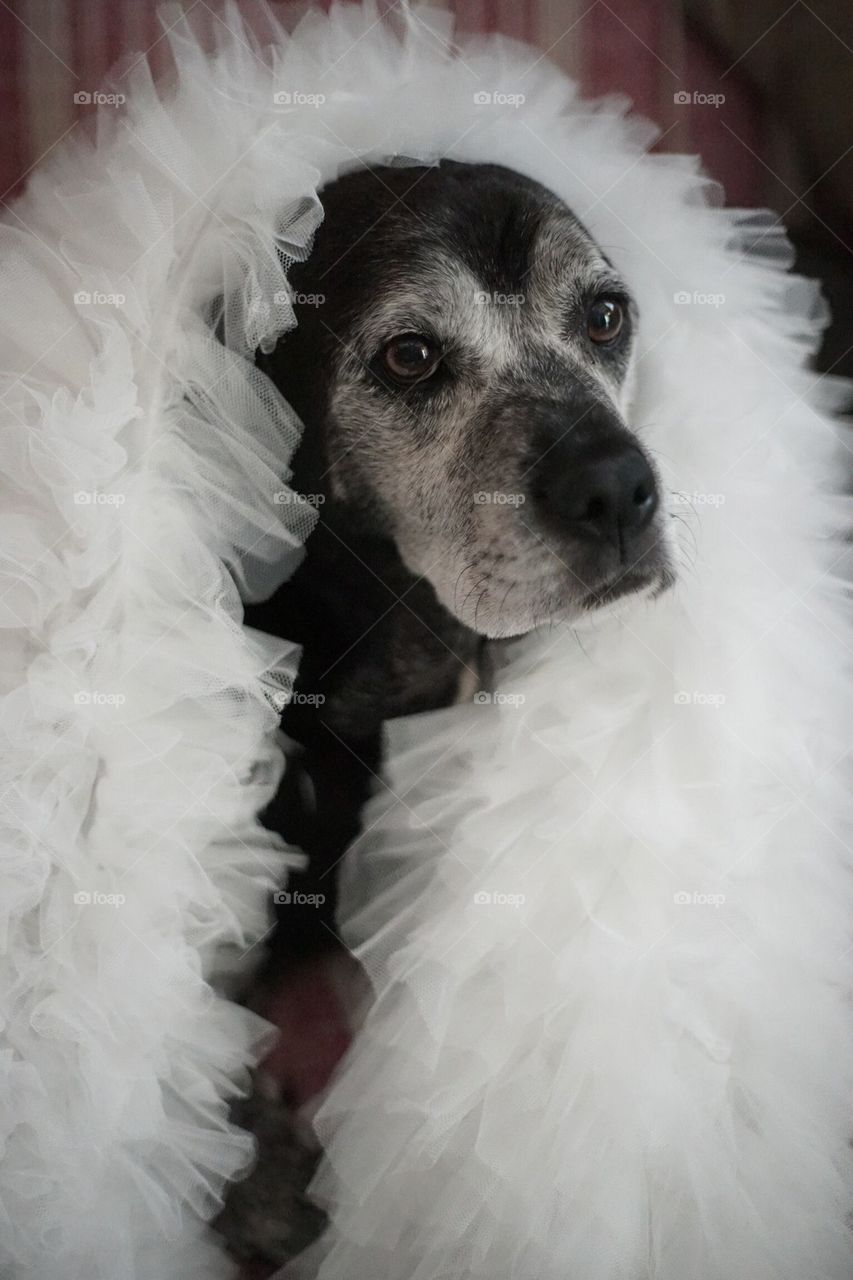 Dog bride in boa