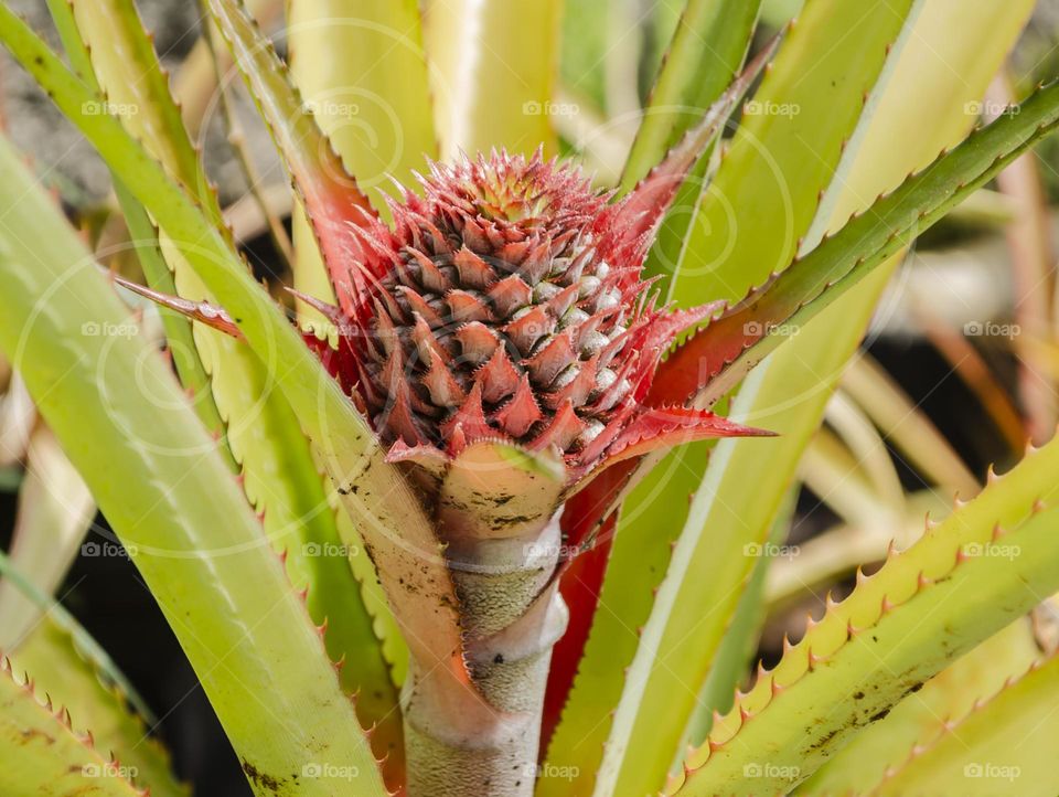 Blooming Pineapple