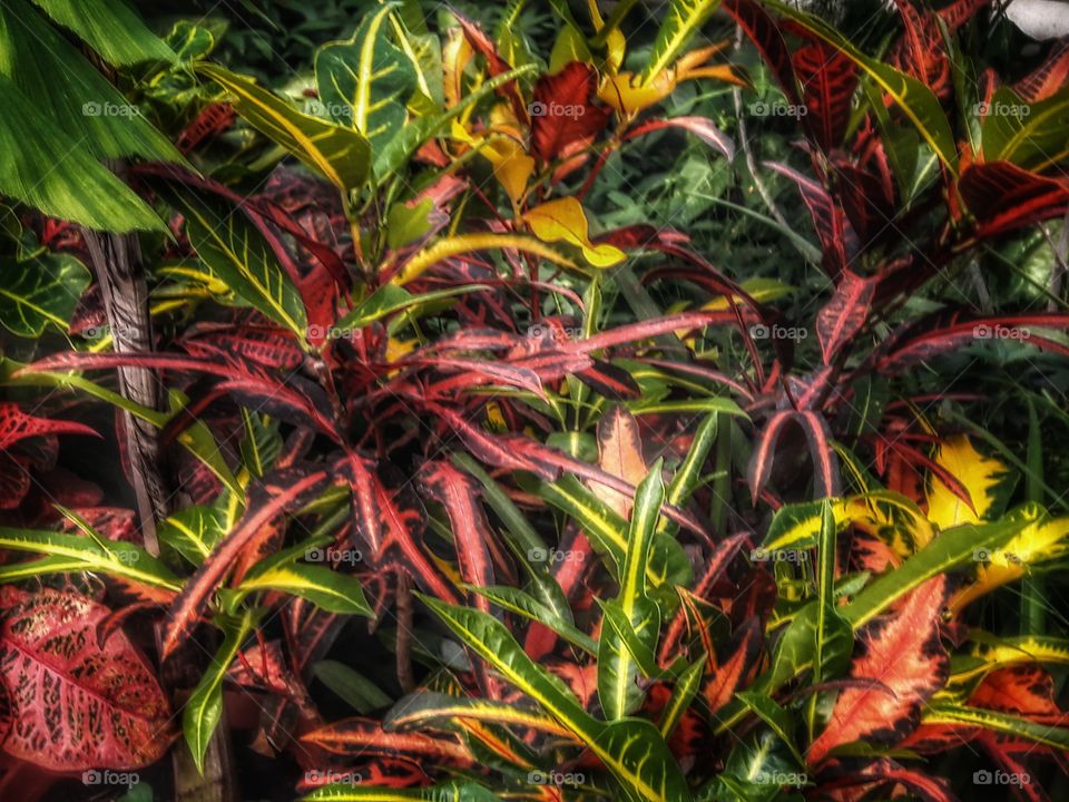 spring flower day outdoor