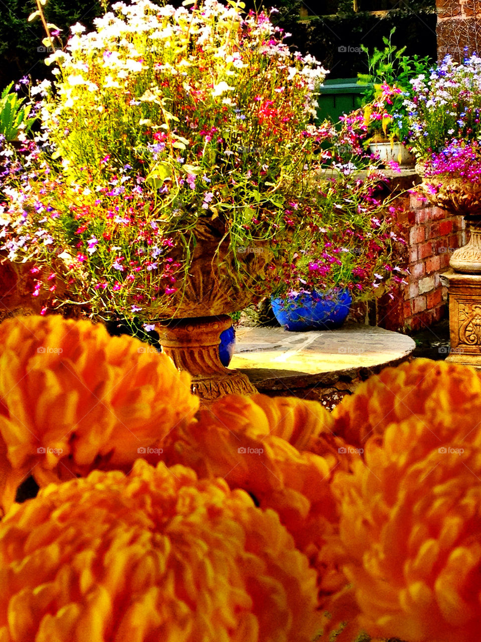 flowers happy summer orange by simonj