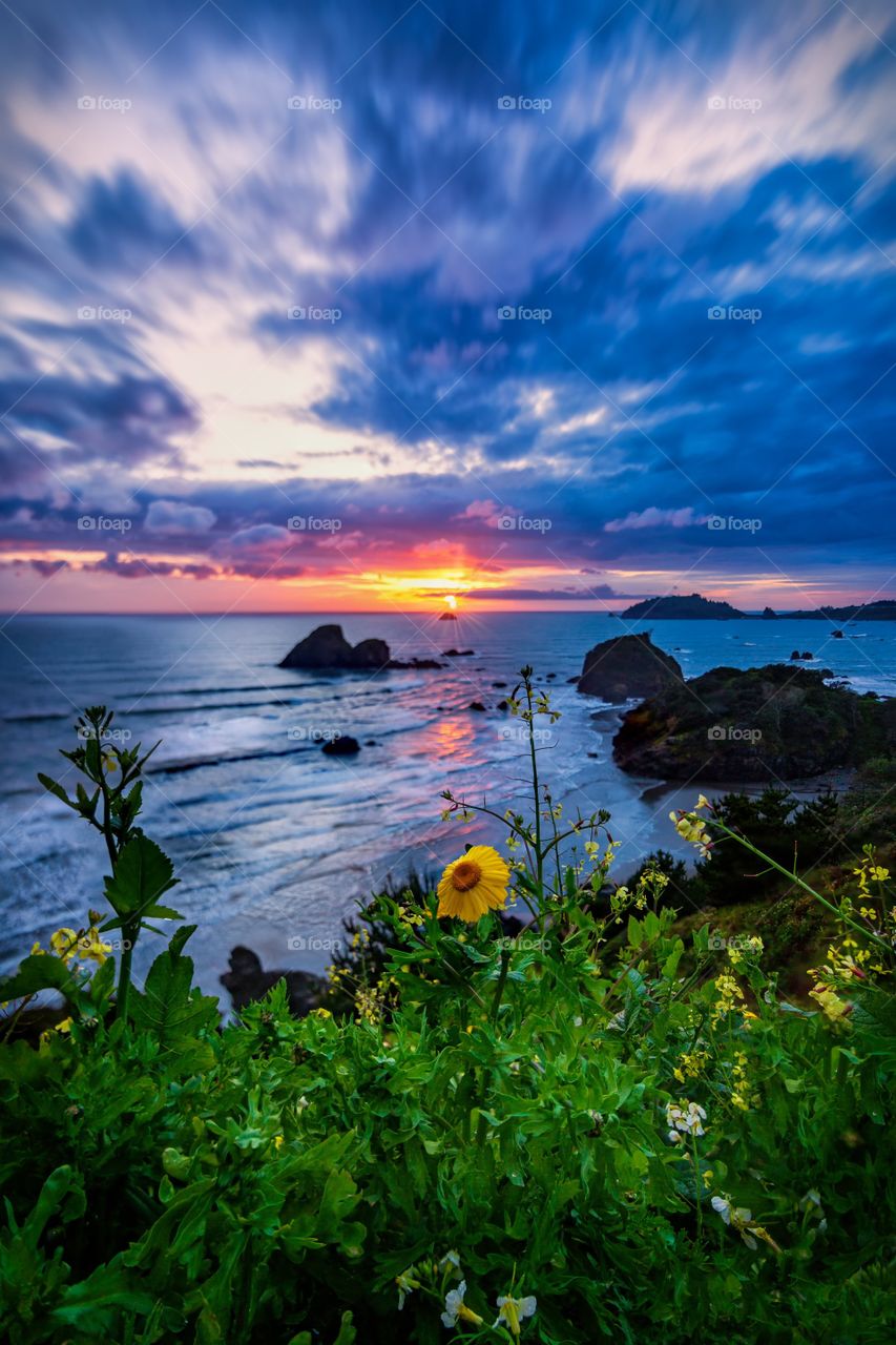 Wildflowers at Sunset