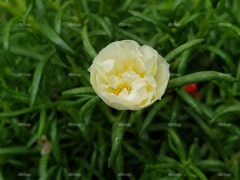 the Portulaca Grandiflora