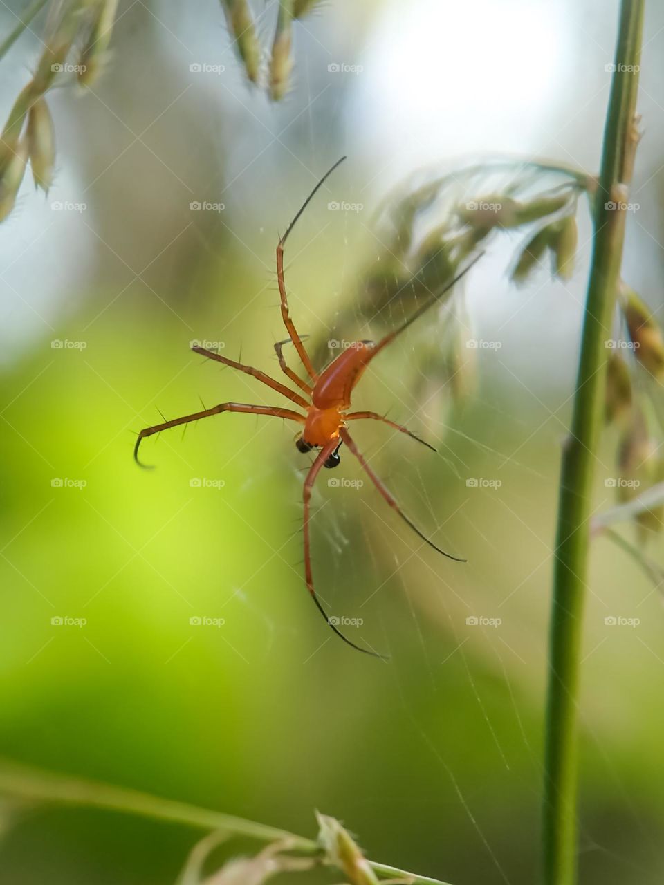 red spider.