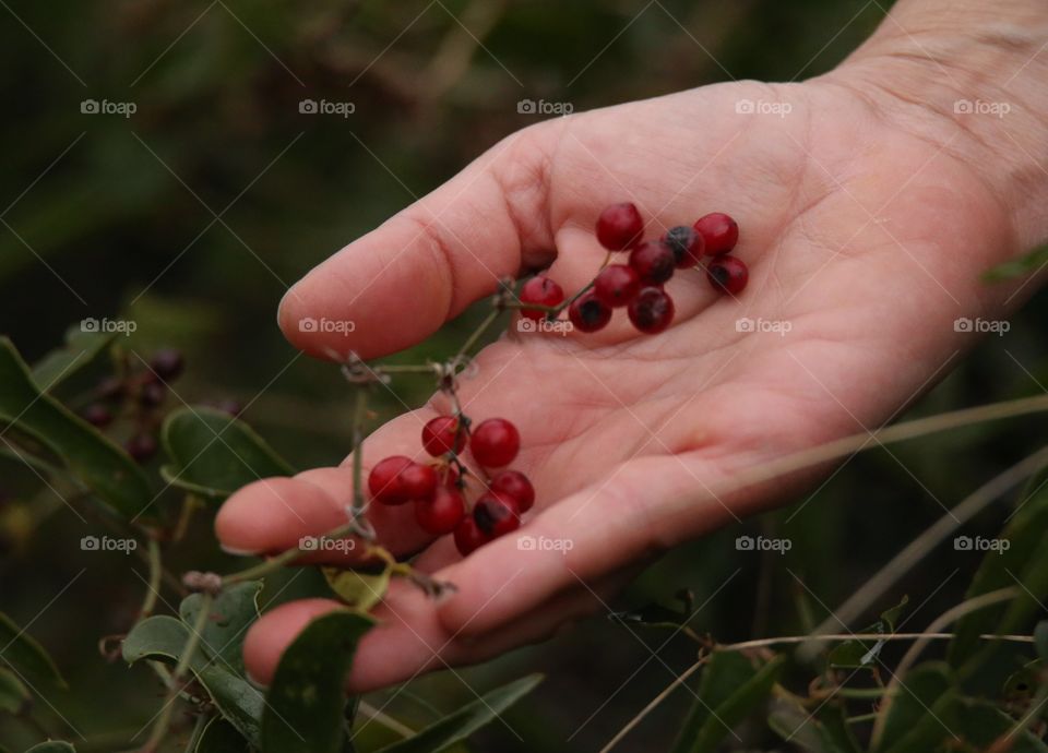 Ribes