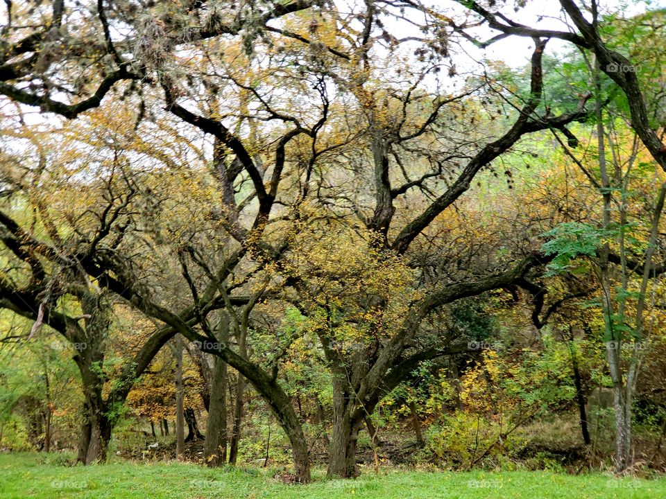 Texas flora and fauna