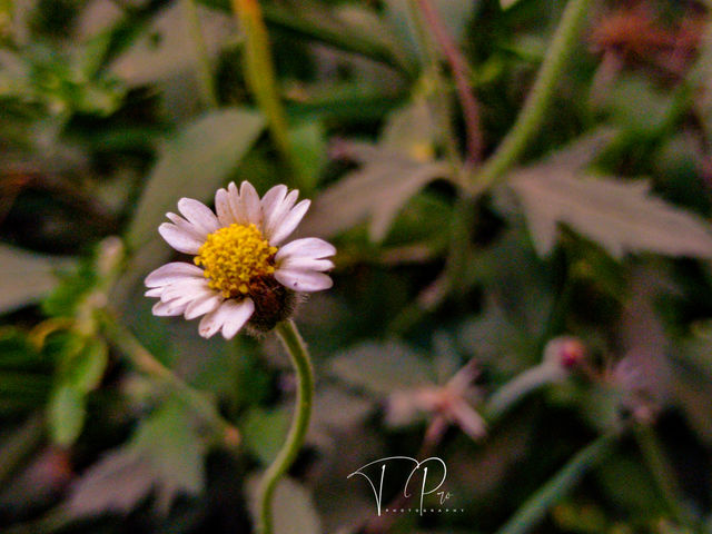 Young flowers