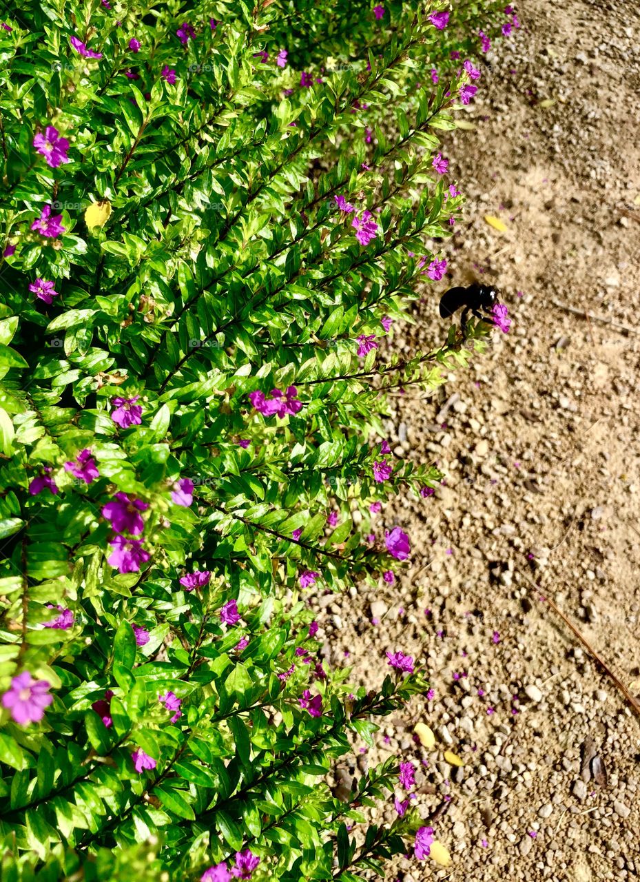 Bumblebee surveying patch of heather on sunny day 
