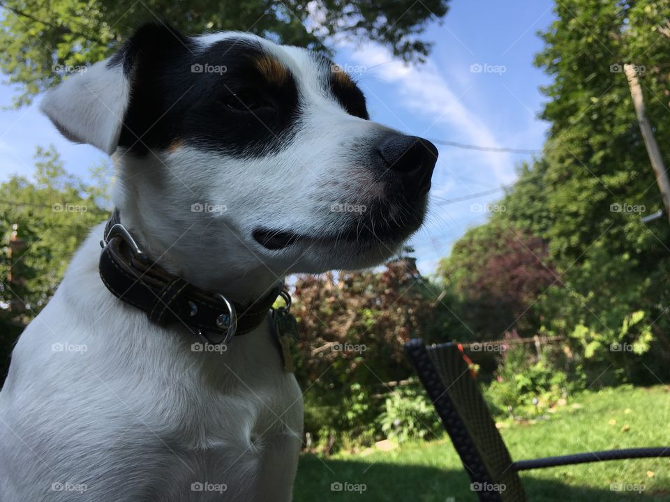 Cute Jack Russell Terrier Dog outdoors on patio with trees and sky on a sunny day in summer 