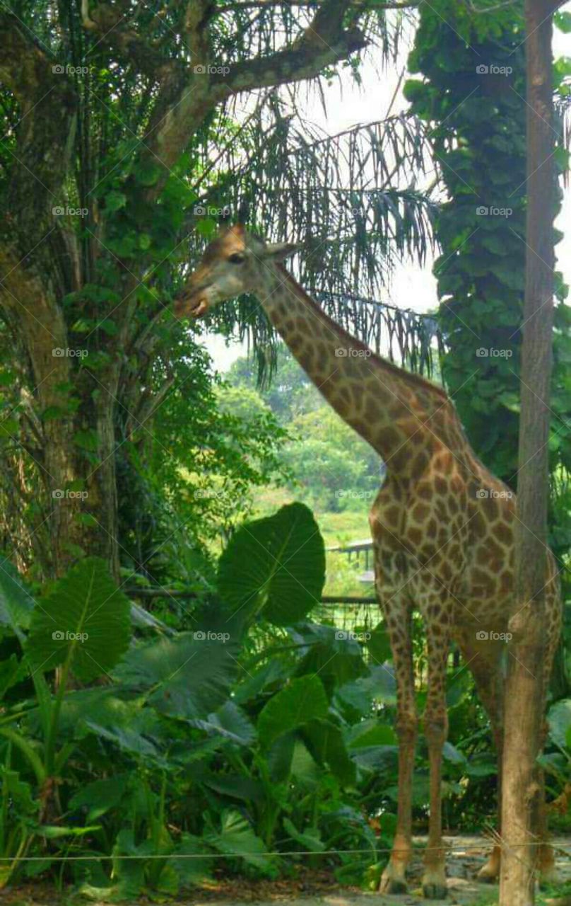 A giraffe at Singapore Zoo.