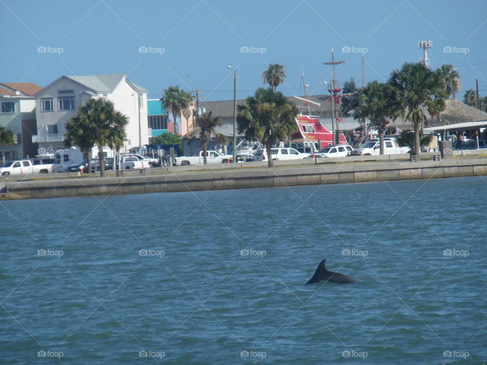 dolphin fin. This is a picture of a dolphin 🐬 that I saw while visiting the Gulf of Mexico