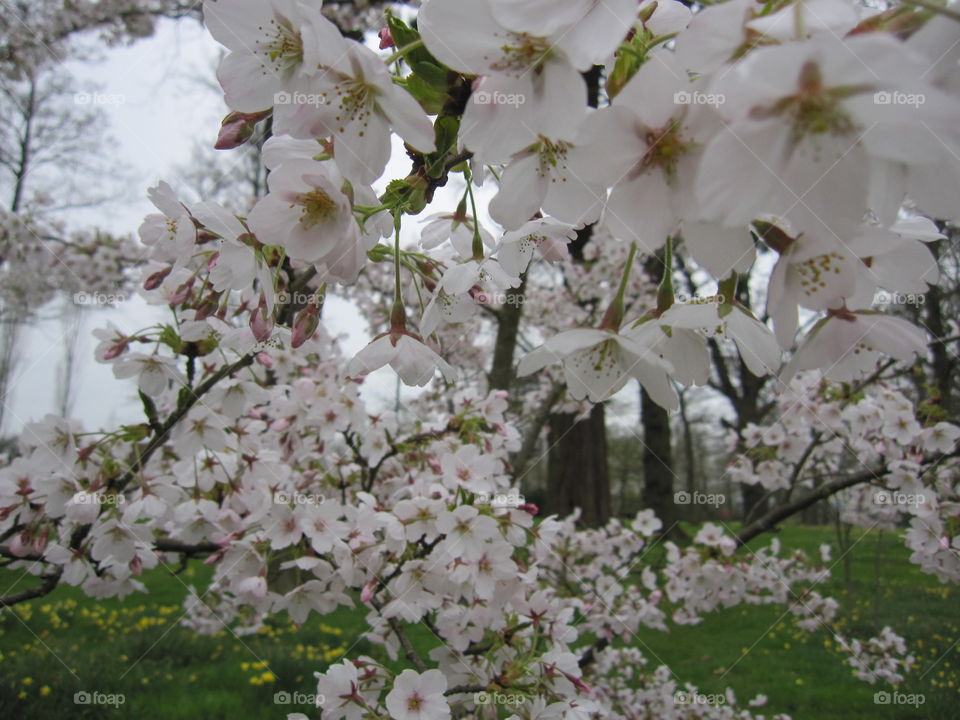 Flower, Cherry, Tree, Garden, Branch