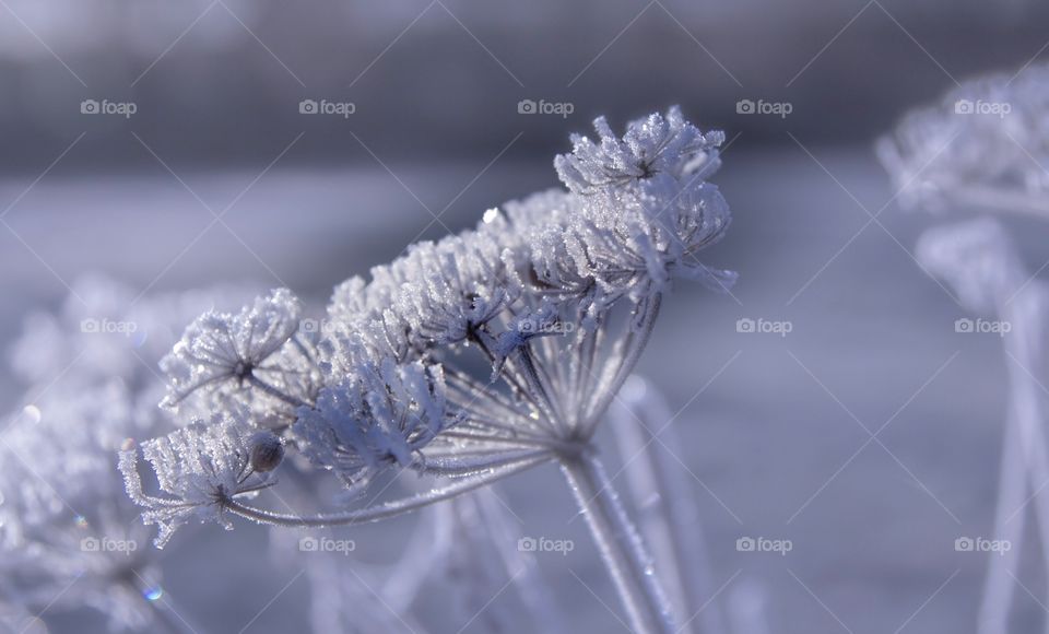 Frozen plants 