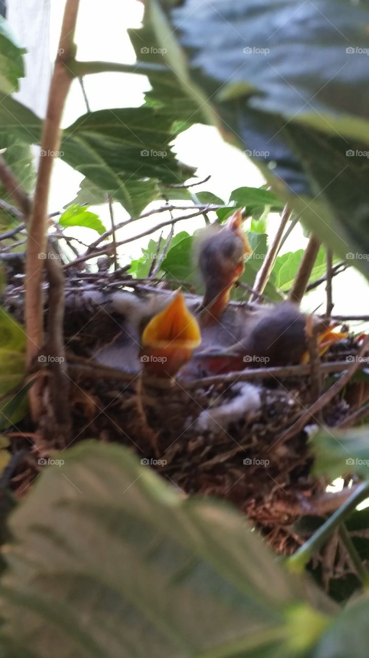 mocking bird babies