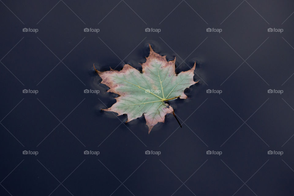 Colorful maple leaf floating on dark water 