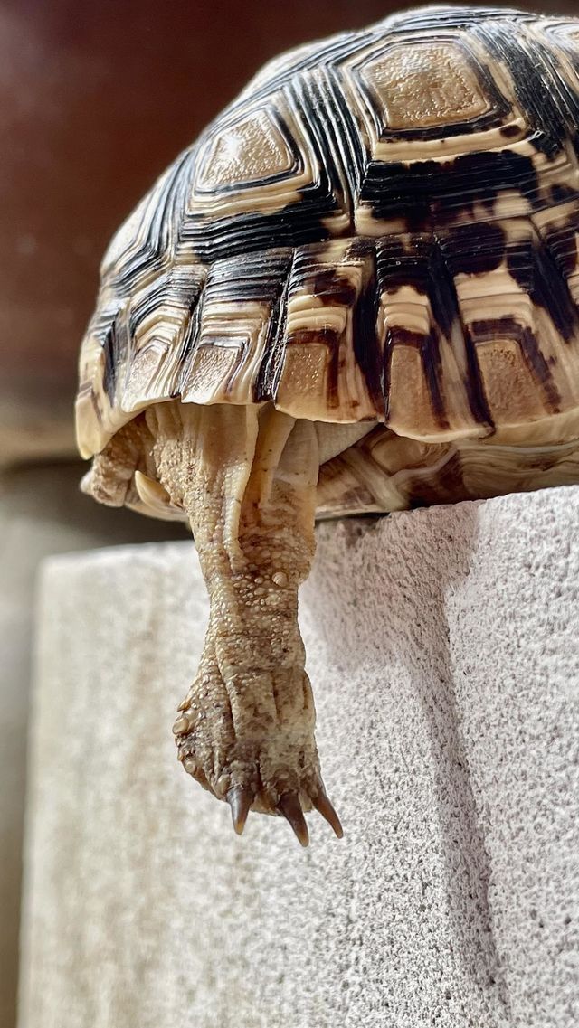 Leg turtle