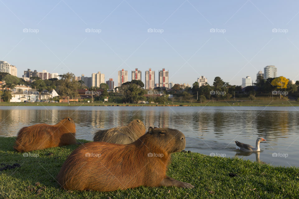 Capybara in barigui park.