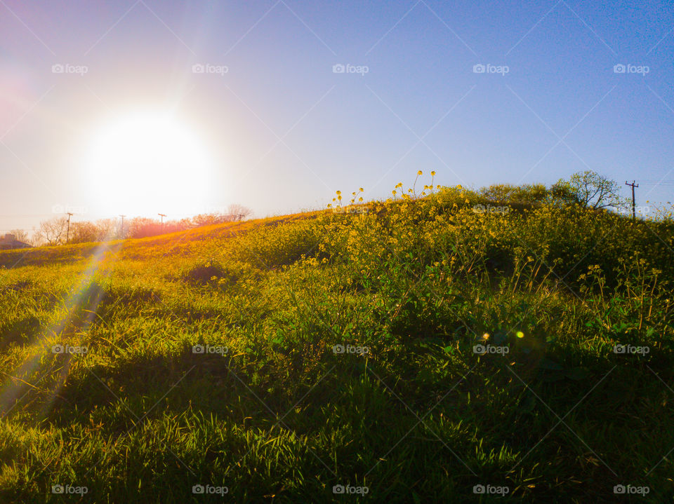 Landscape: Golden hour sunlight shining on to a field of yellow wild flowers on a small hill at sunset