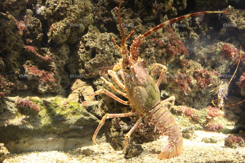 A lobster resting on a rock. He is walking climbing the cliff and is vertical. Red lobster in its natural habitat, the sea.
