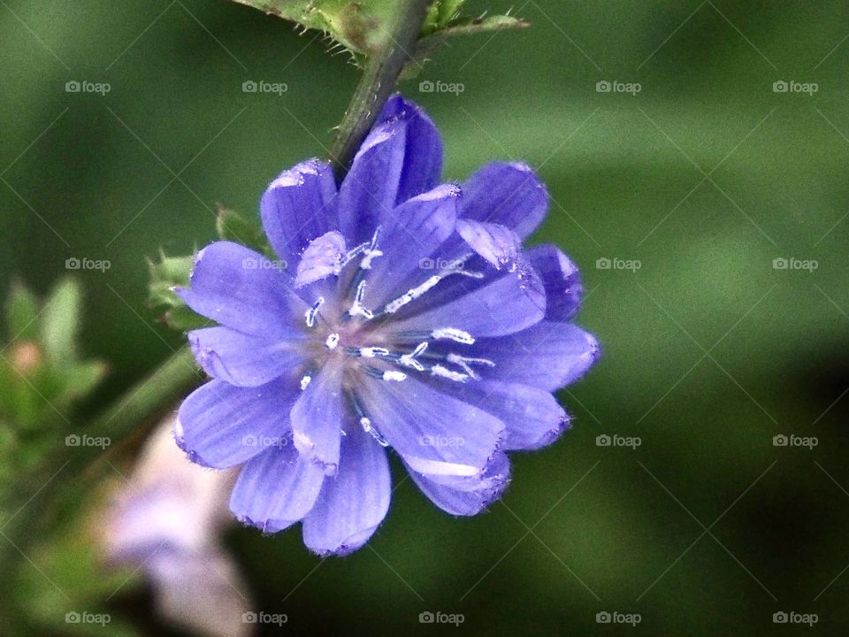 Blue chicory