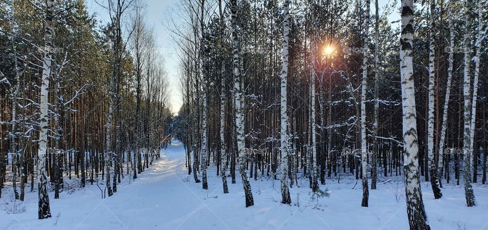 Forest on a sunny winter day