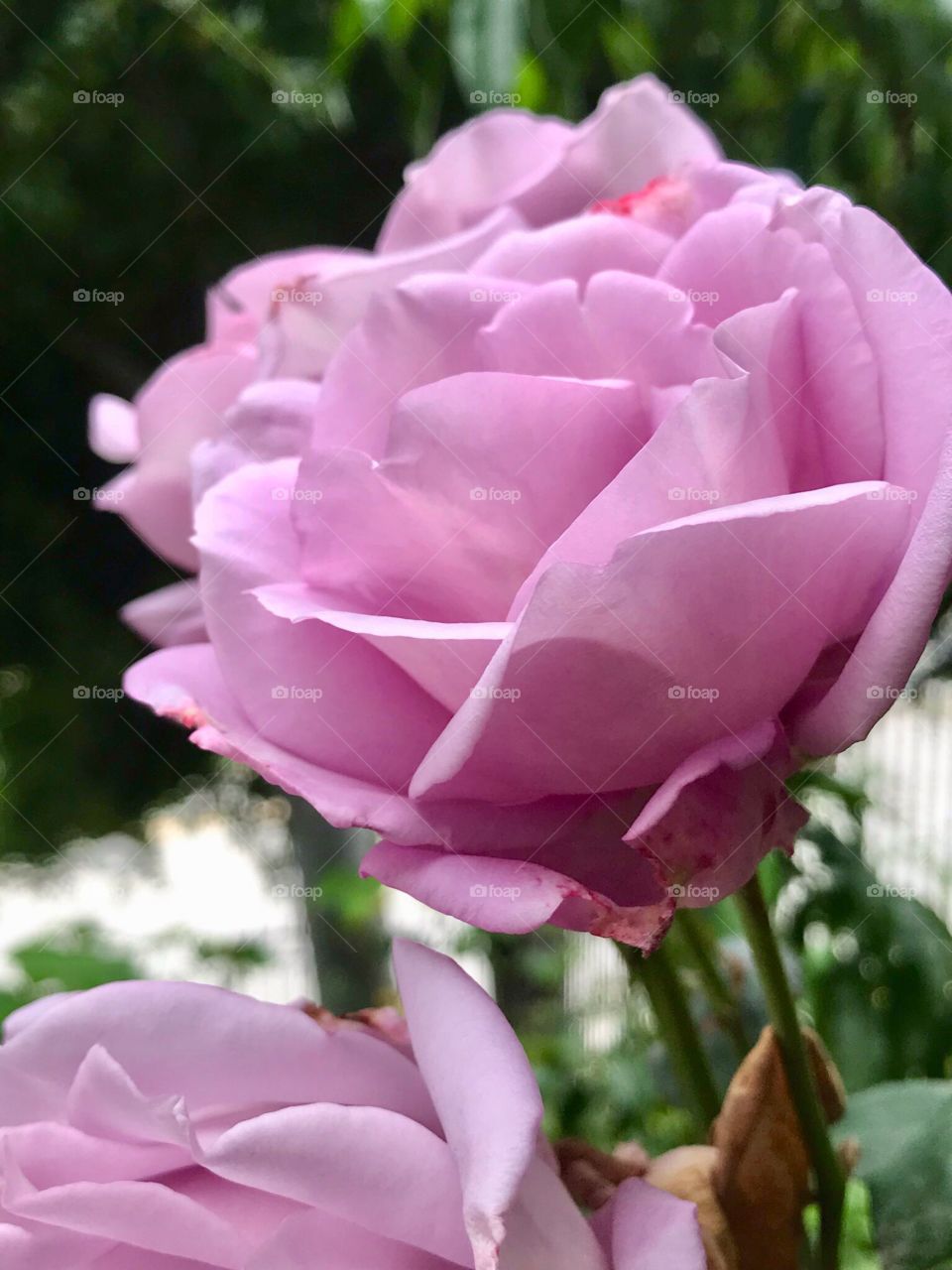 Pretty Rose