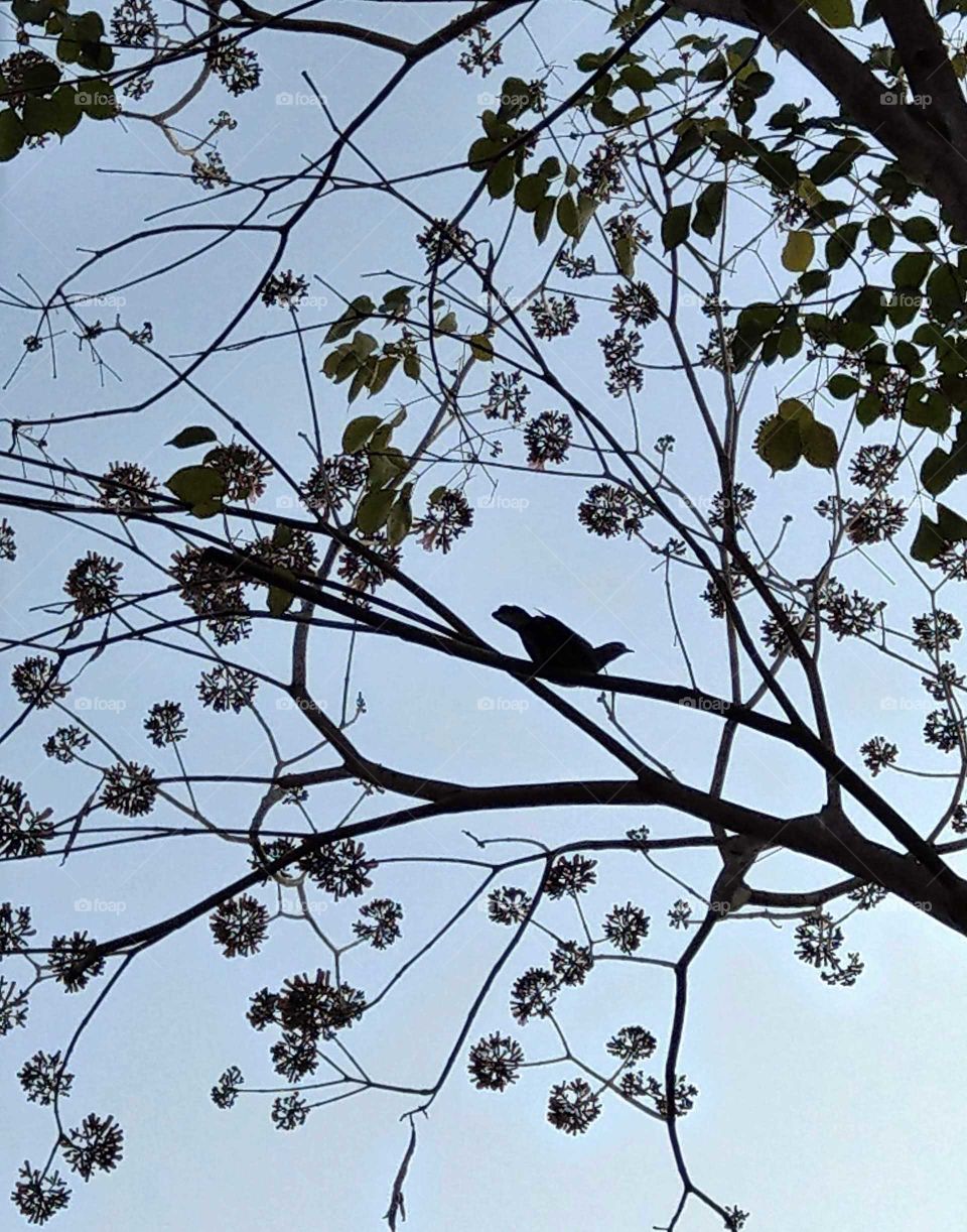 this photo is like a paper-cut artwork. back-lit. capturing a pigeon stopped on a tree of full flowers blooming. how free and happy that pigeon was!