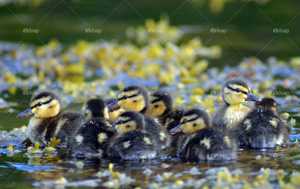 Young mallards
