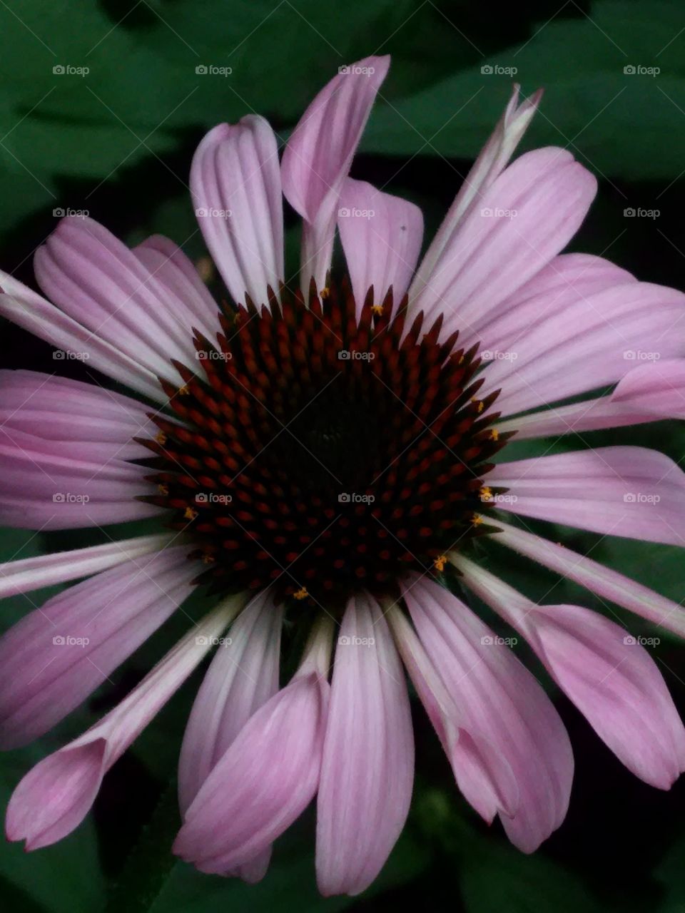 Flower Enchinacea. Flower from my garden