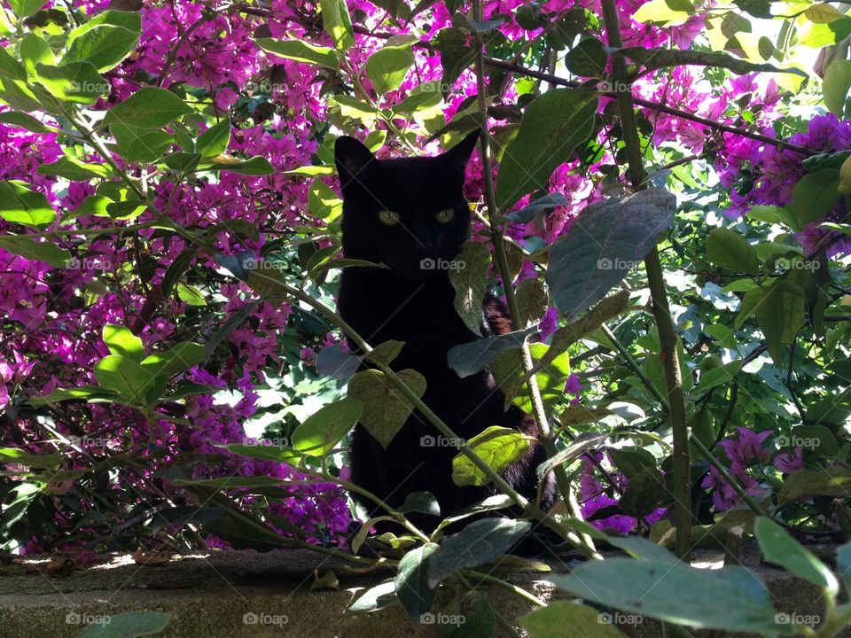 Flowers and cat 