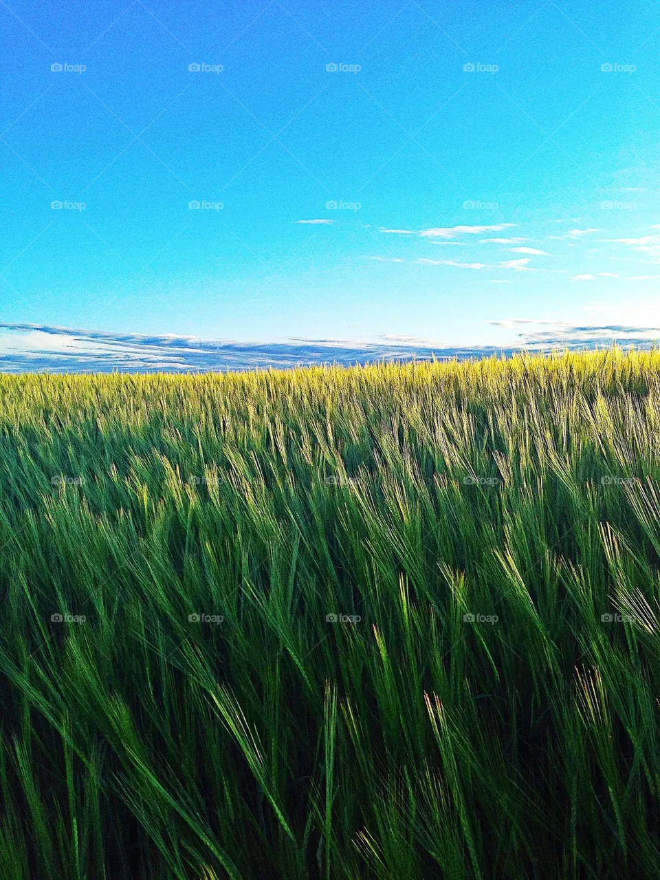 grass
