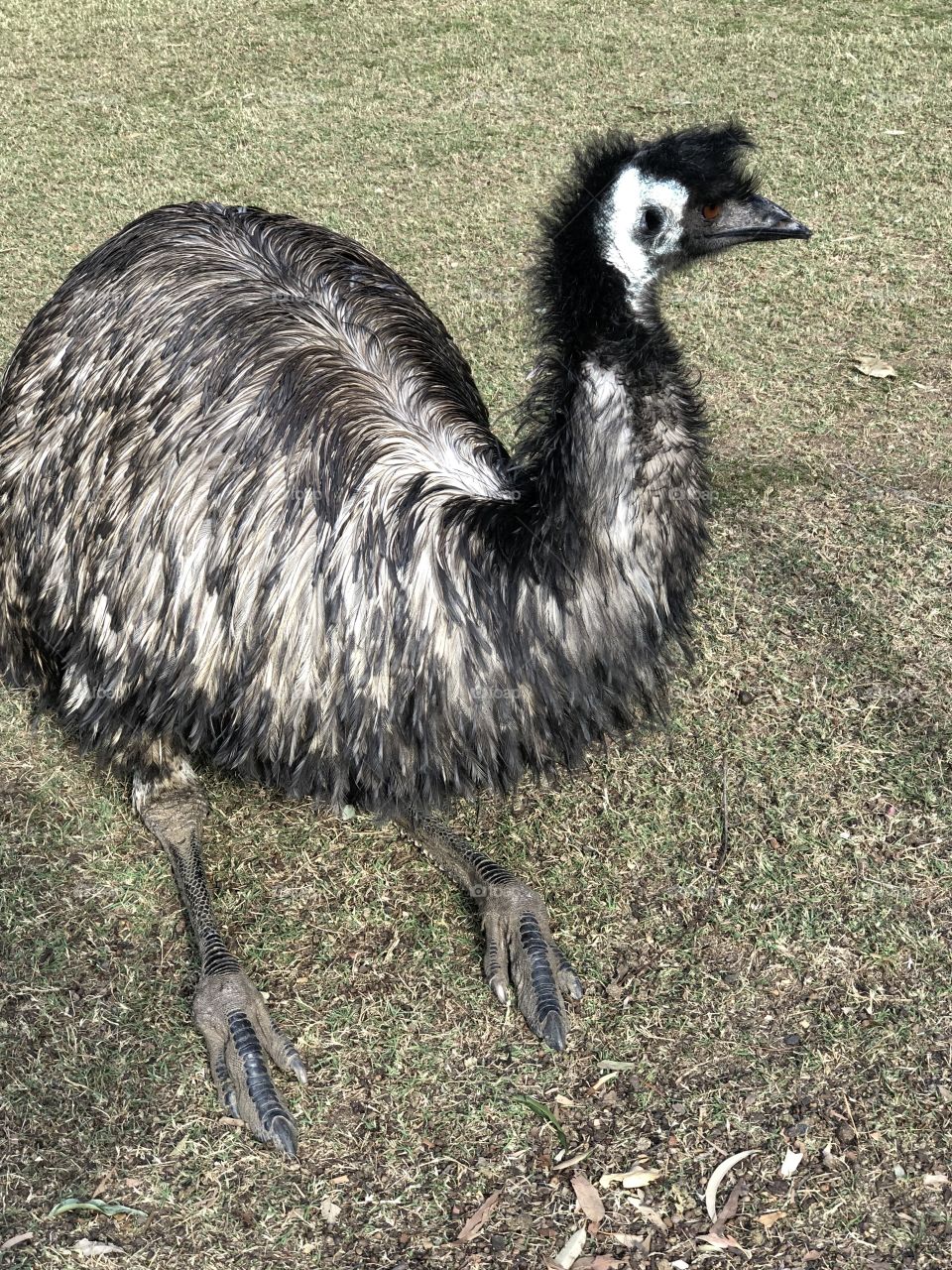 Emu