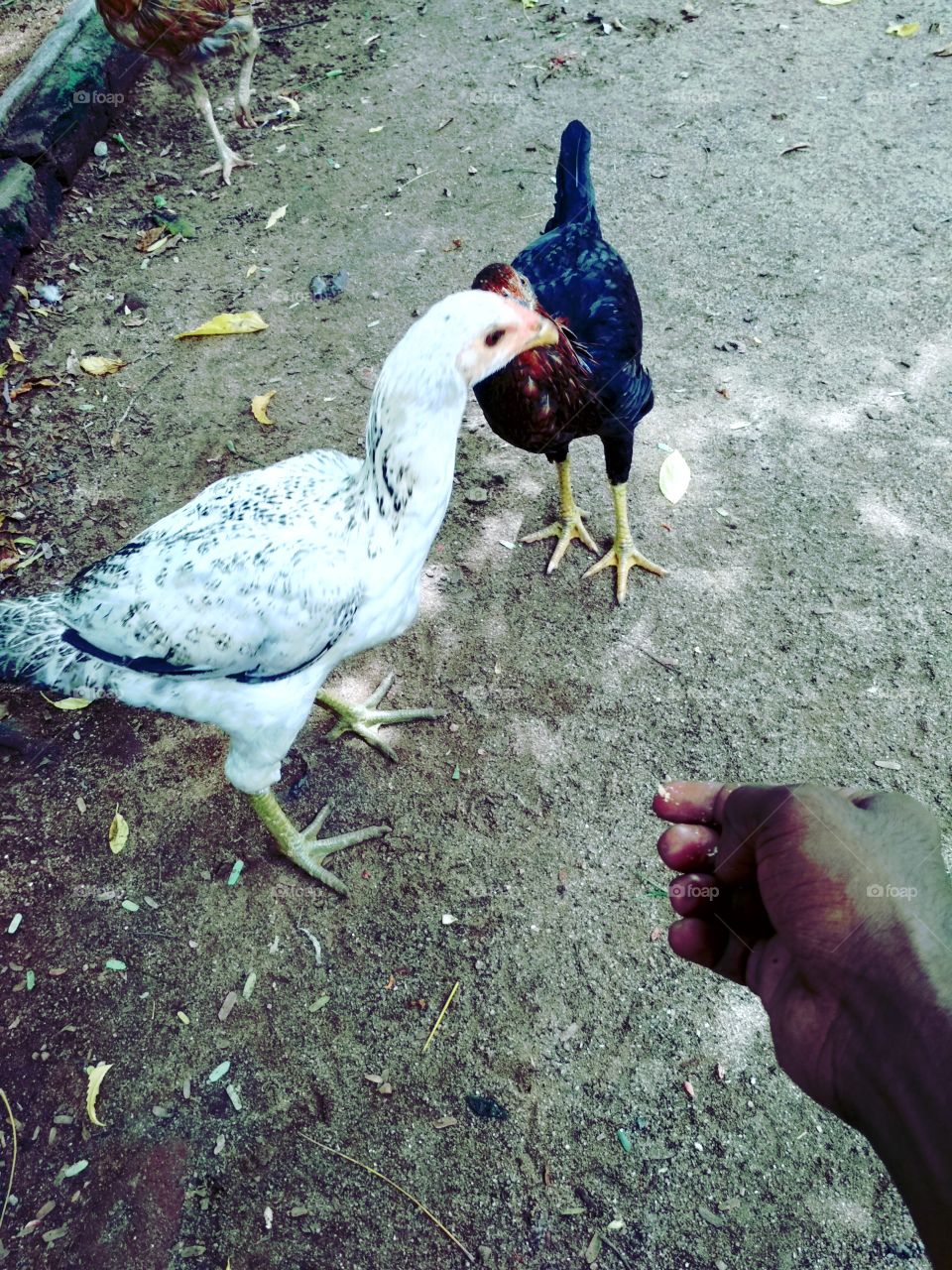 chicken eating biscuit