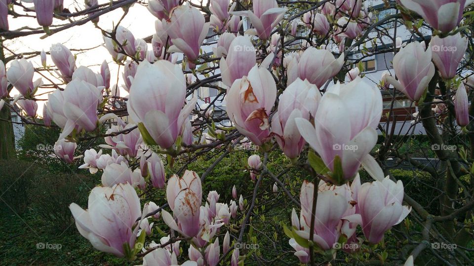 magnolia 