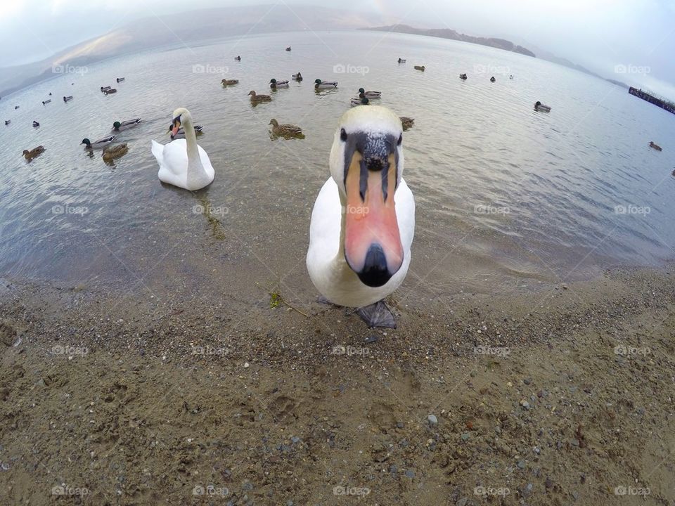 Swans on a lake 