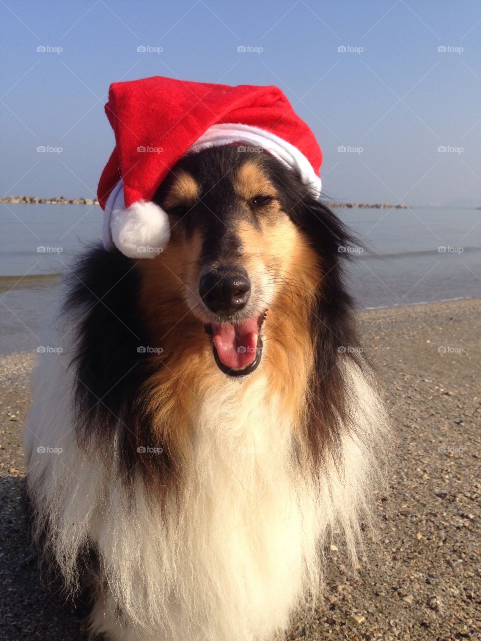 My collie dogs Lassie and Candy wearing a xmas hat, enjoying the autumn on the beach and celebrating the upcoming holidays waving hello