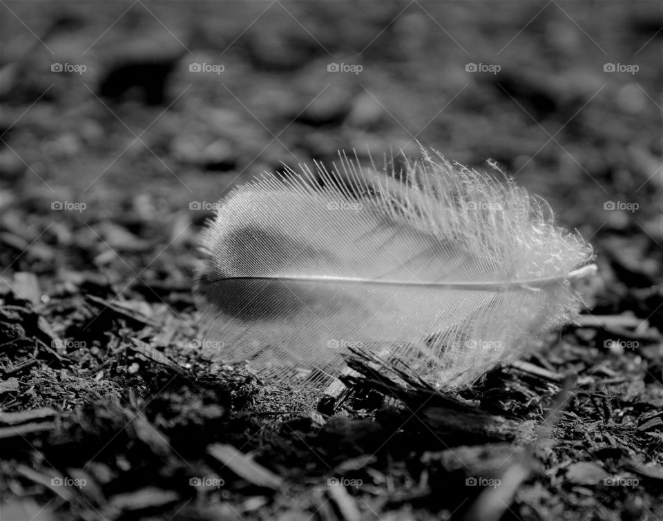 Black and White feather Laying on the ground.