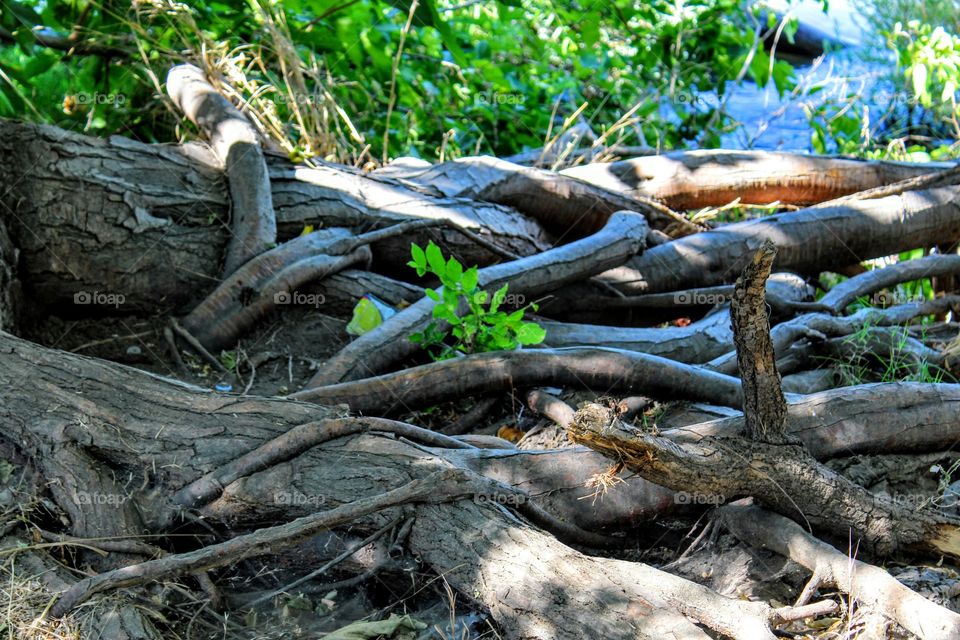 tree roots along the Sacramento River Bank