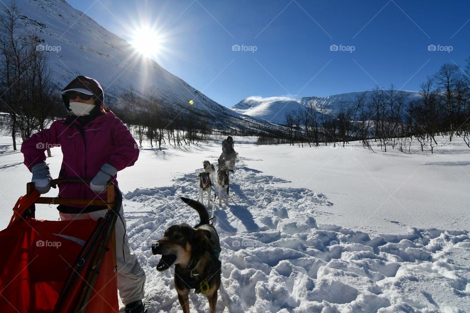 Dog sledding adventure