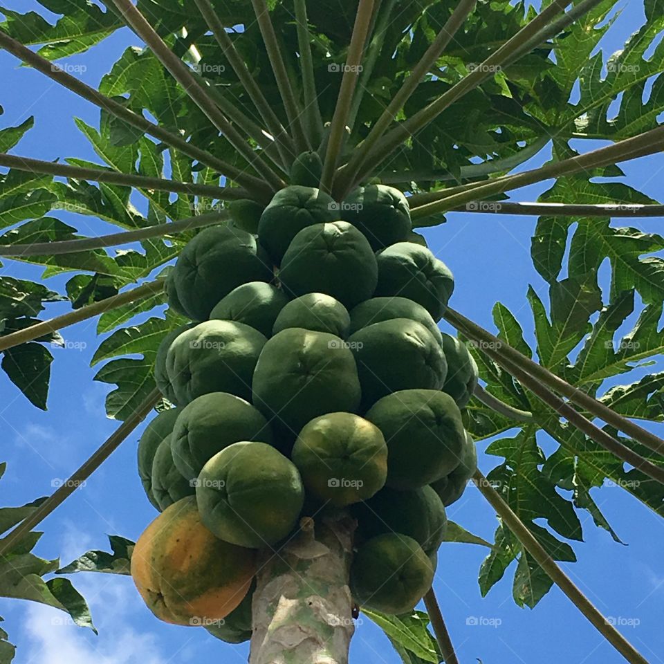 Low angle view of papayas growing on tree