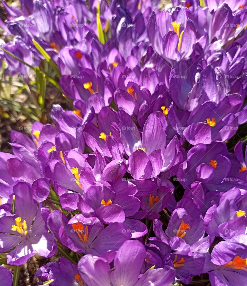 crocuses purple 💜 flowers spring nature, mobile photography