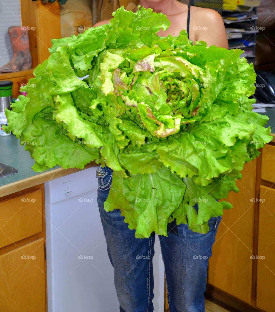 Farm grown lettuce 