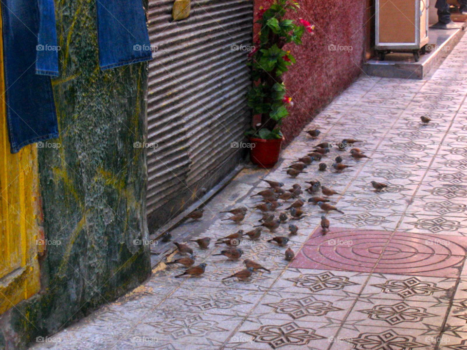 flowers birds alley morocco by ldatte
