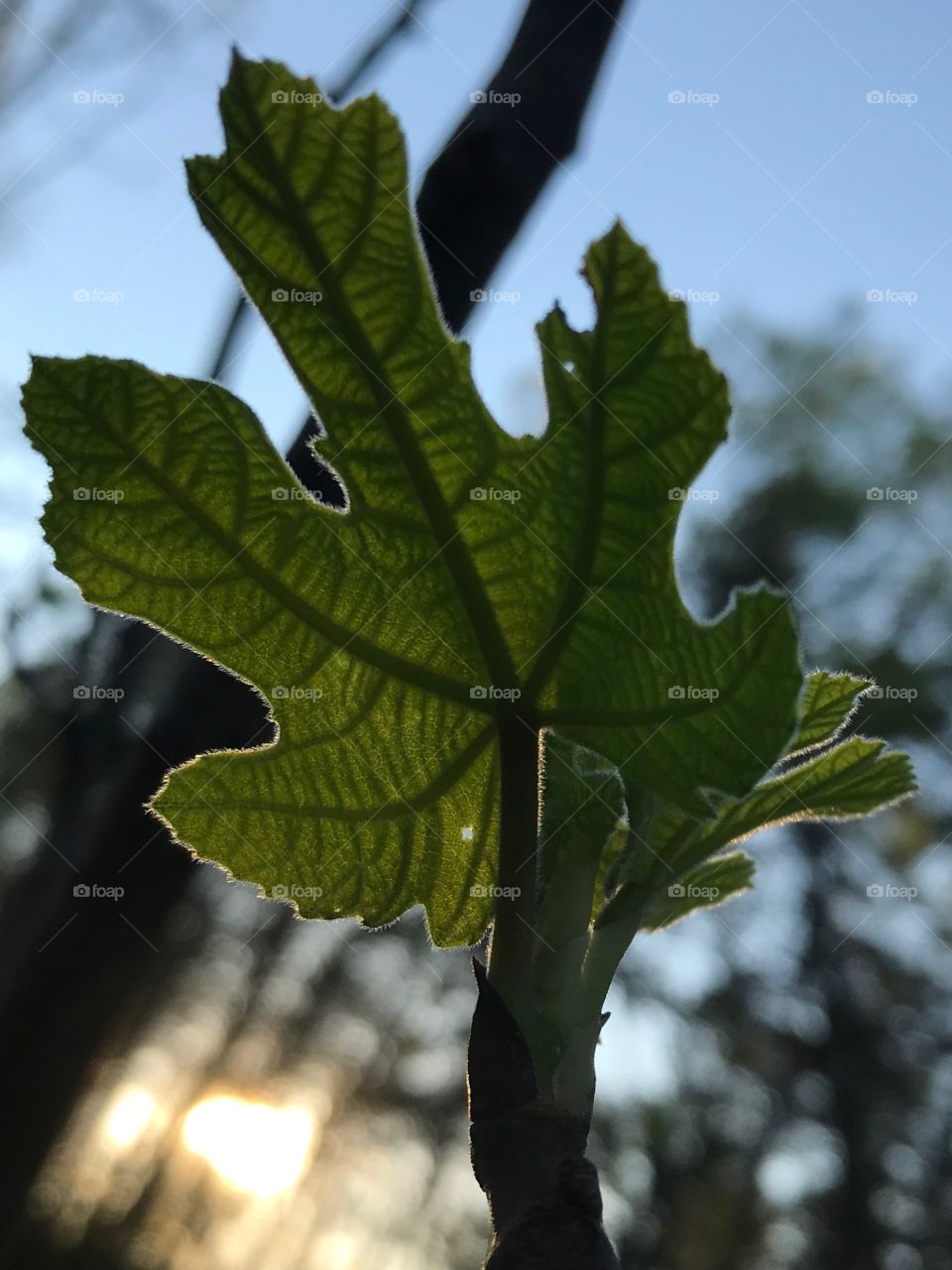 Fig leaf 