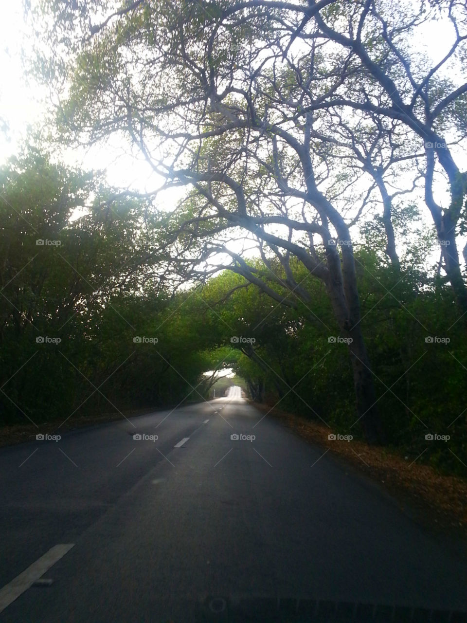 Cruising thru Tree Caves . Driving thru Tunnels of Trees in Curacao