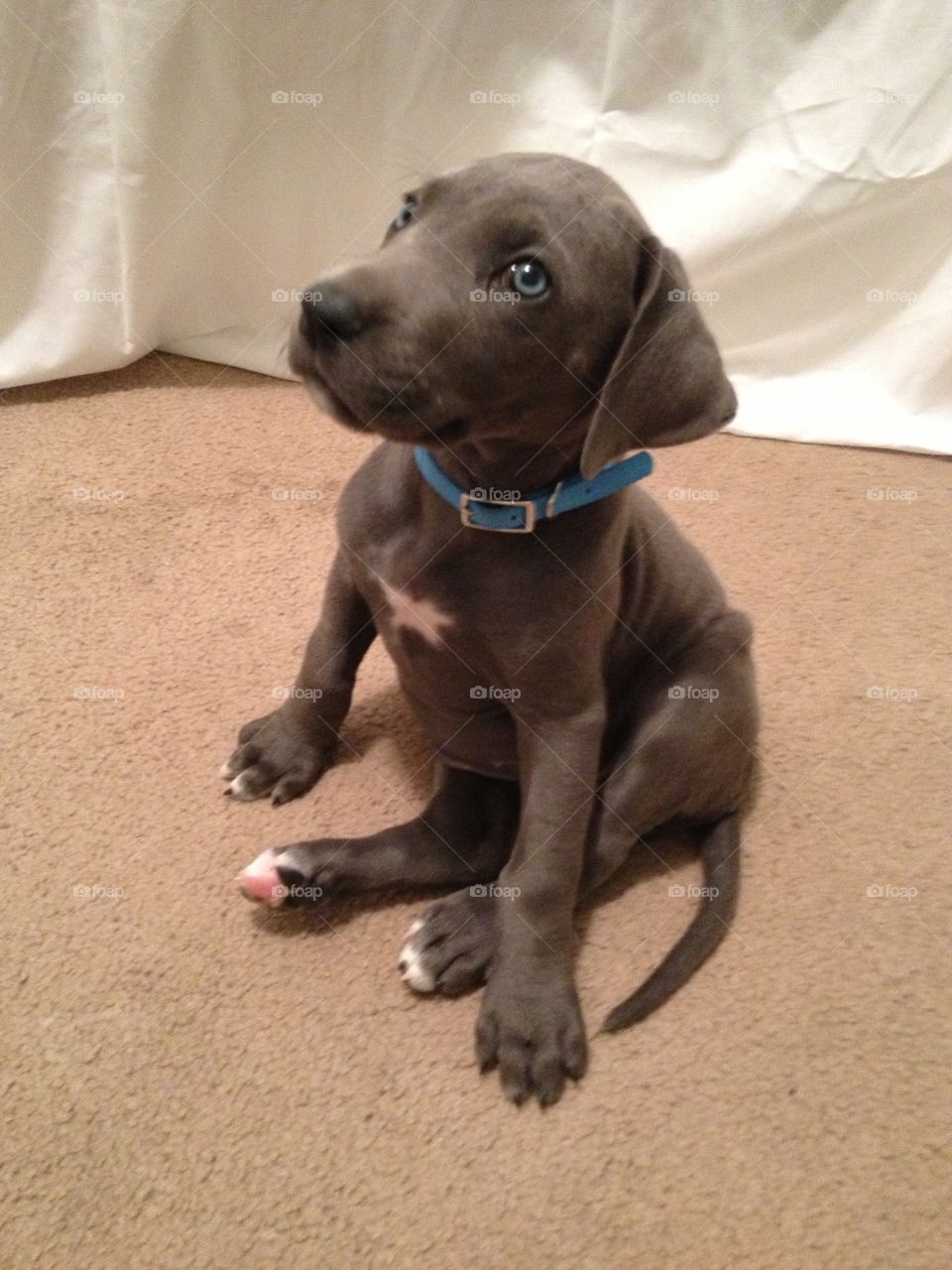 Blue Eyed Puppy