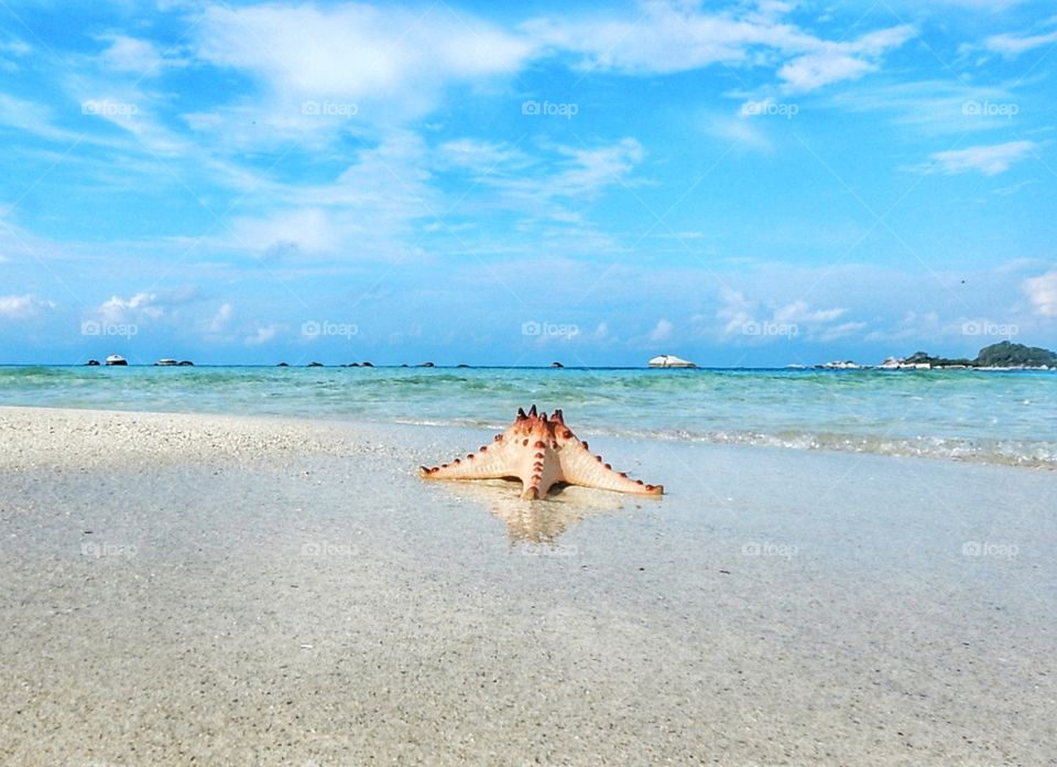 Starfish and his life
Many populations of starfishes on Sand Island, Belitung, Indonesia