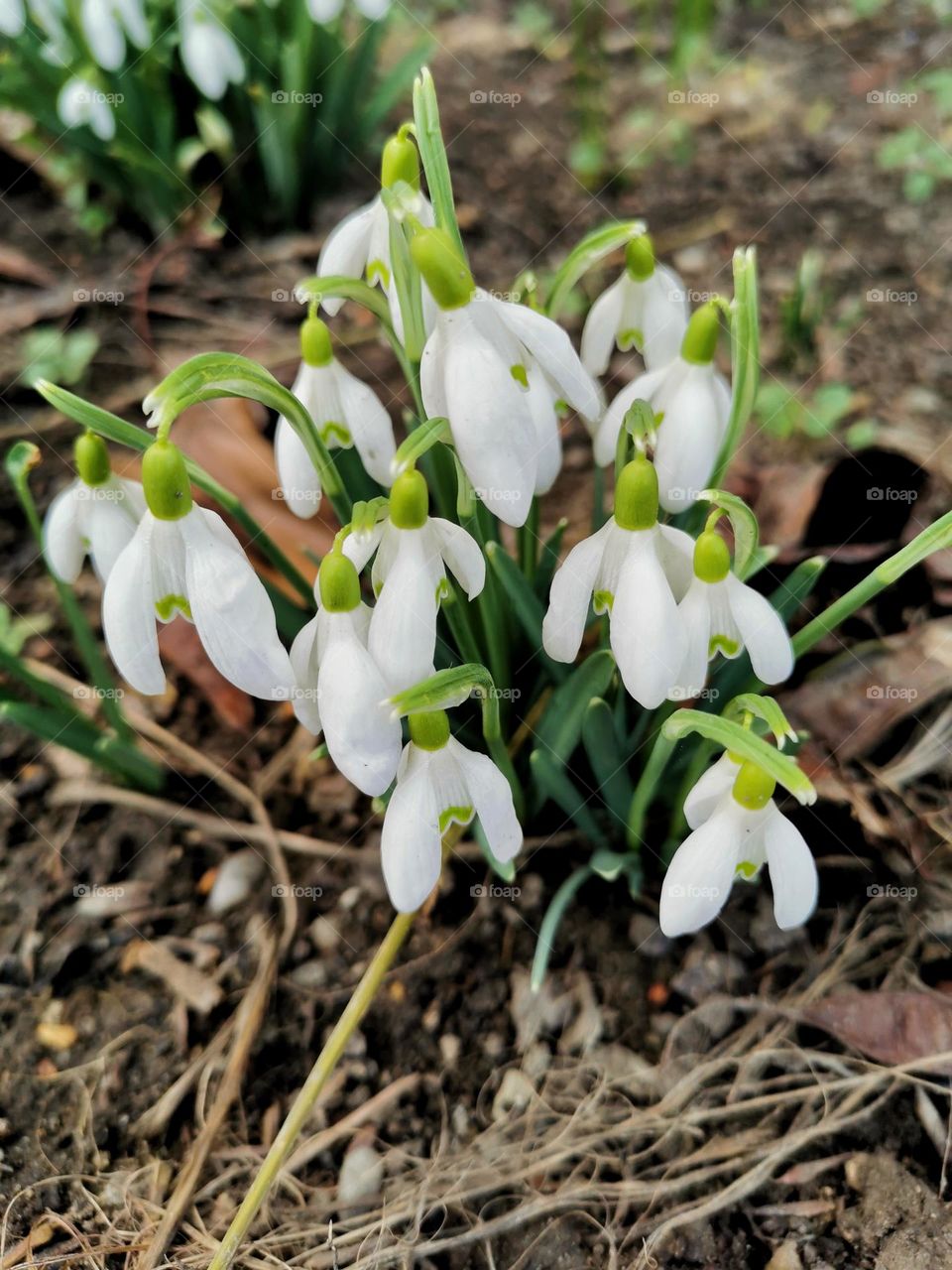 Snowdrops, first white flowers of spring