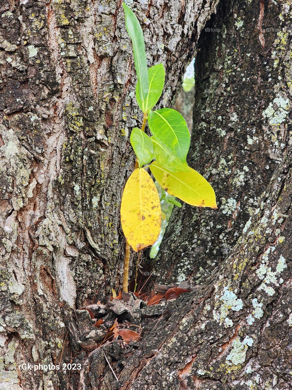 Growth amidst Adversity