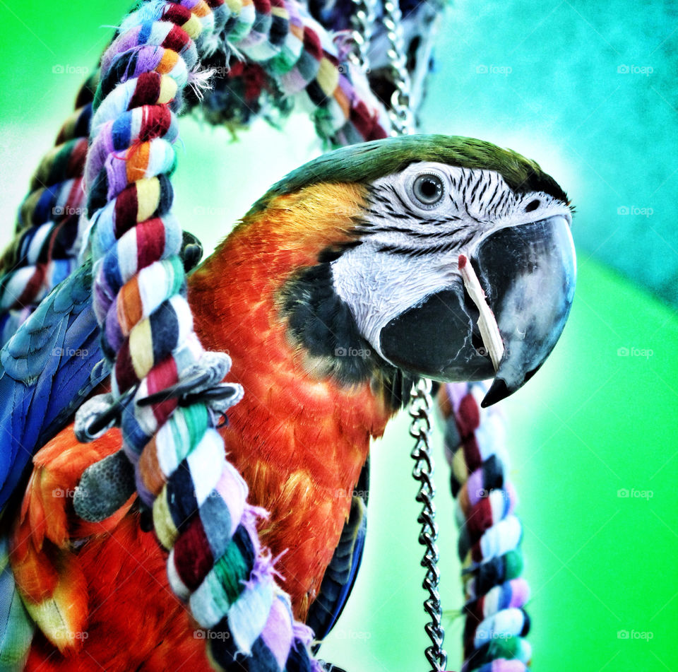 Playful Parrot
